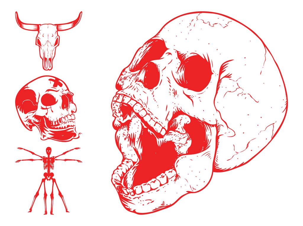 Skulls And Skeleton