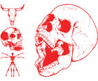 Skulls And Skeleton