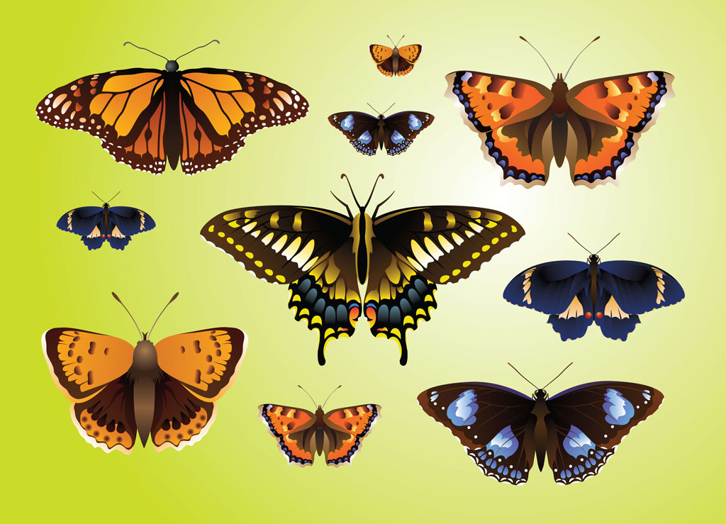 Realistic Butterfly Vectors