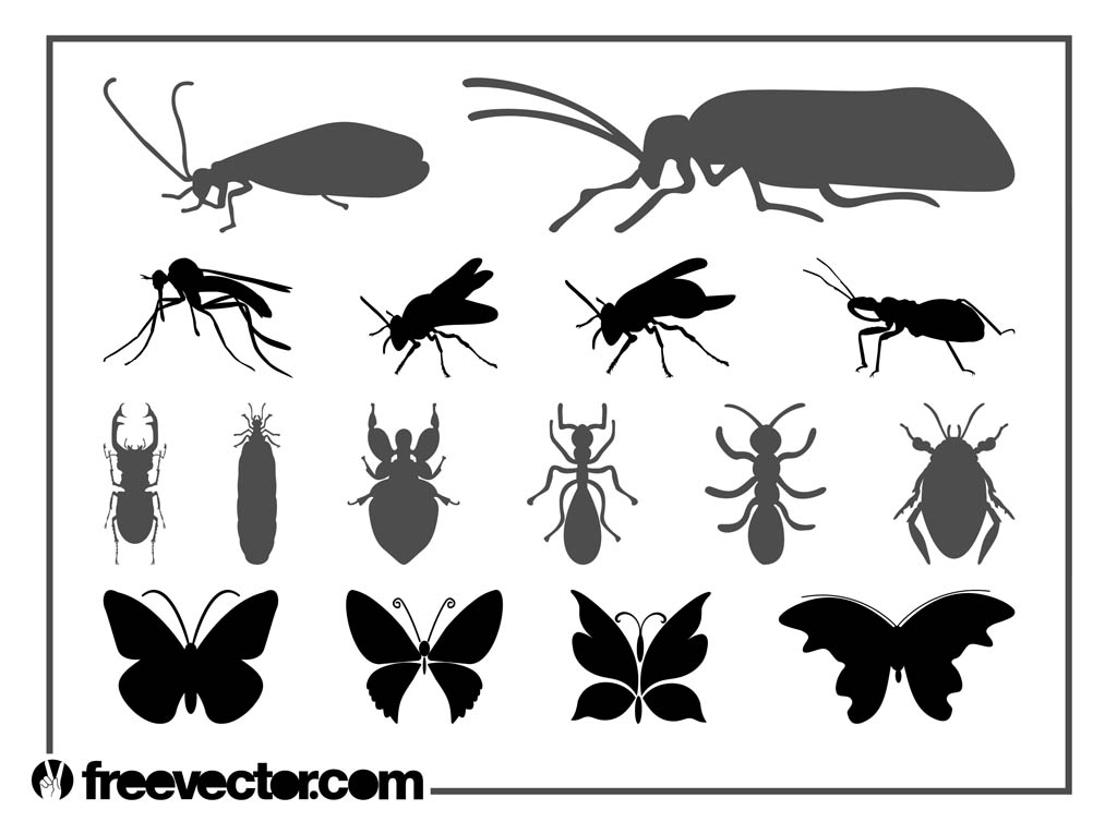Insects Graphics Set