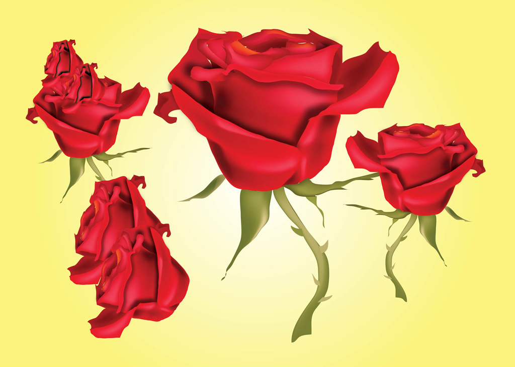 Red Roses Vector Illustrations