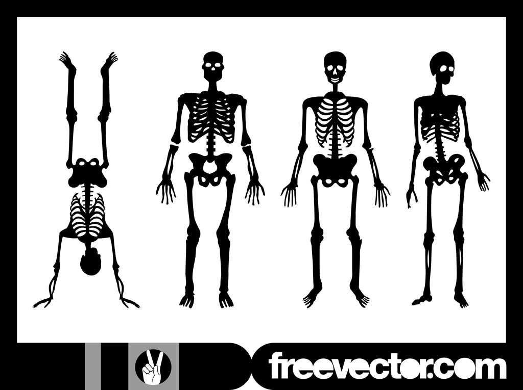 Human Skeletons Graphics