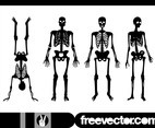 Human Skeletons Graphics