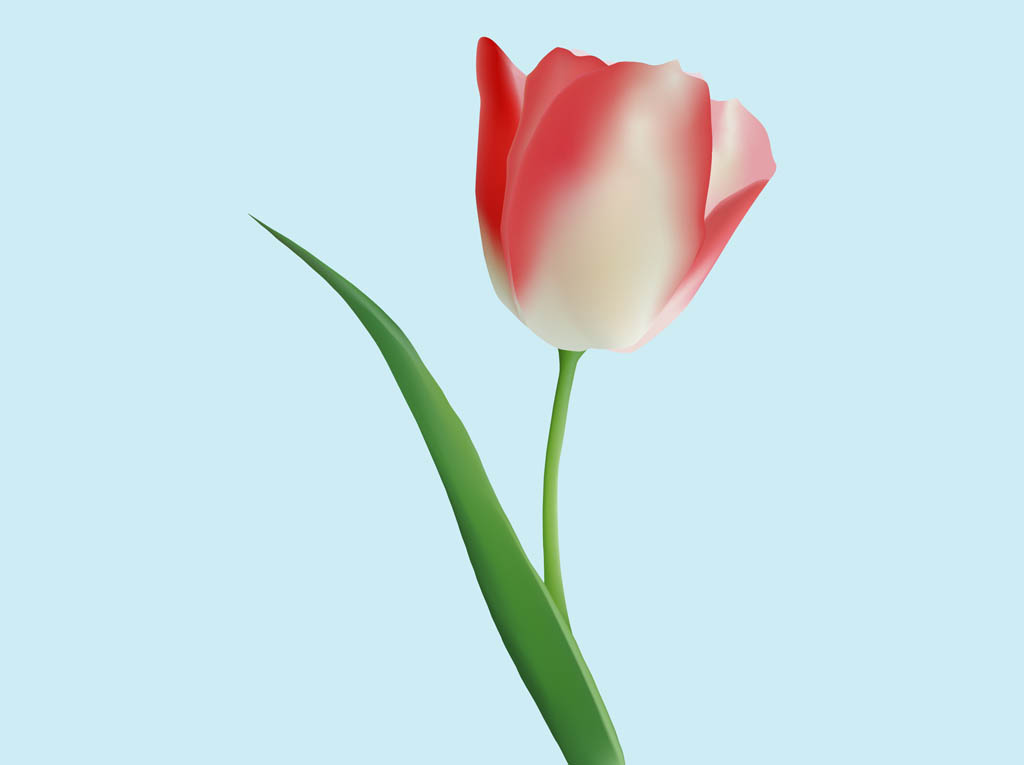 Tulip Graphics
