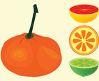 Citrus Fruits Vectors