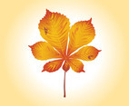 Autumn Leaf Vector Graphics