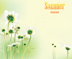 Summer Daisy Vector Background