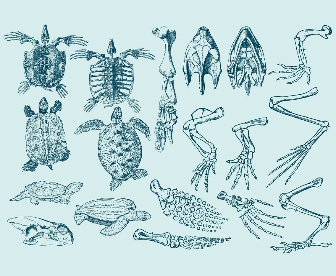 Turtle Anatomy Illustrations