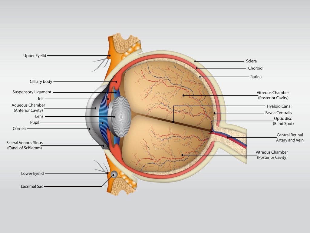 Eye Anatomy Vector