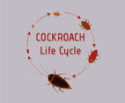 Life Cycle of Cockroach