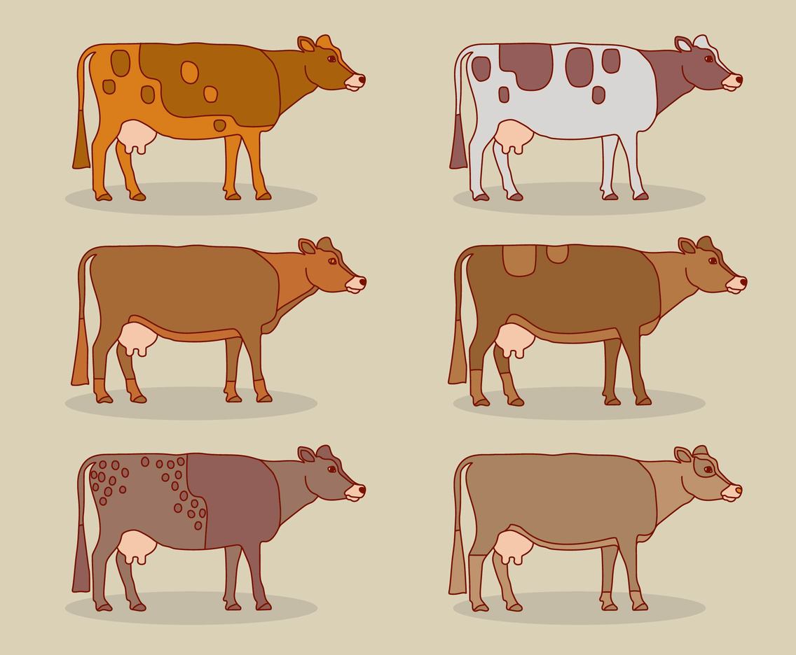 Cattle Collection Vector
