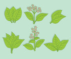 Green Tobacco Leaf Vector