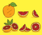 Hand Drawn Grapefruit Vector