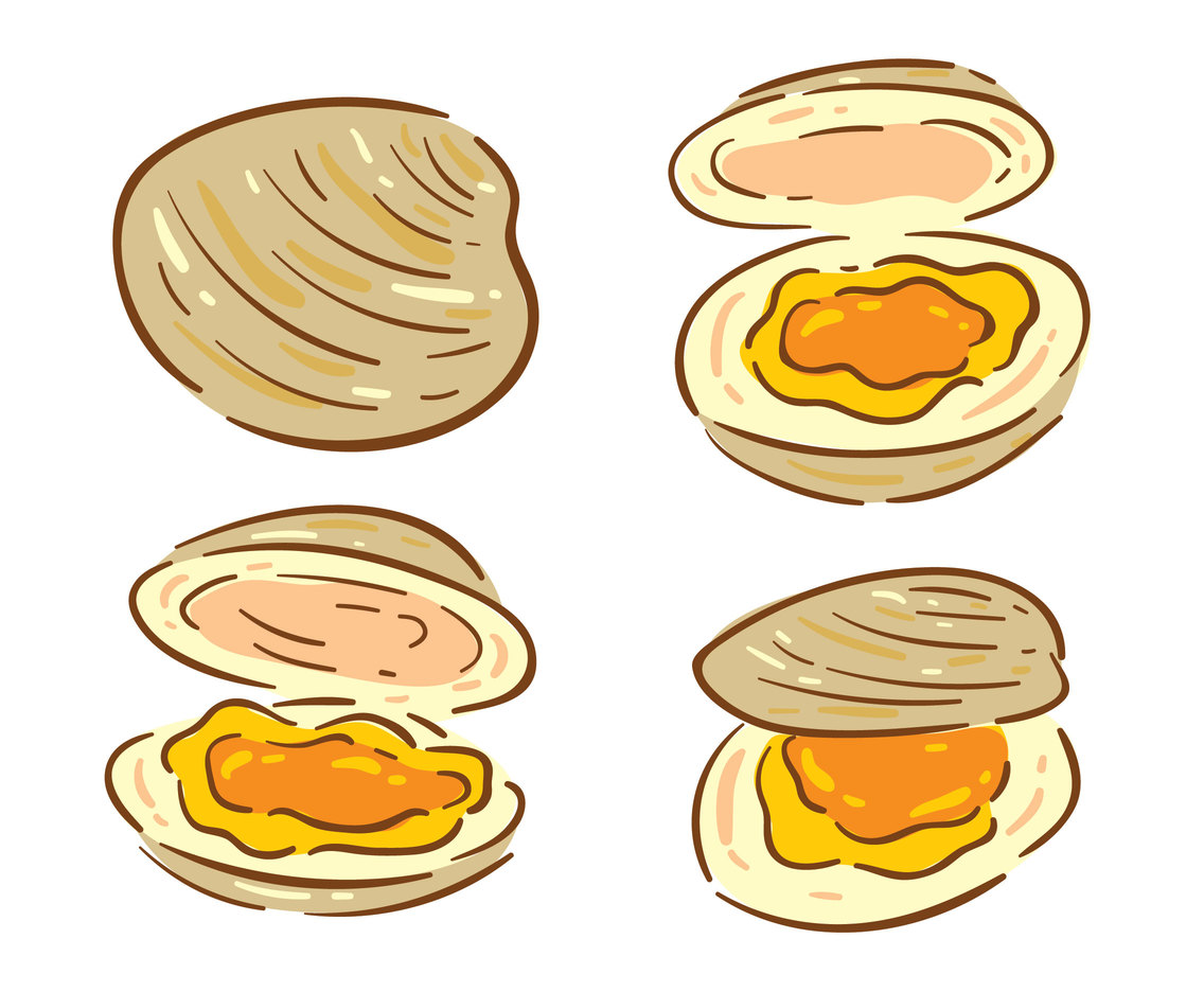 Clam On White Vector