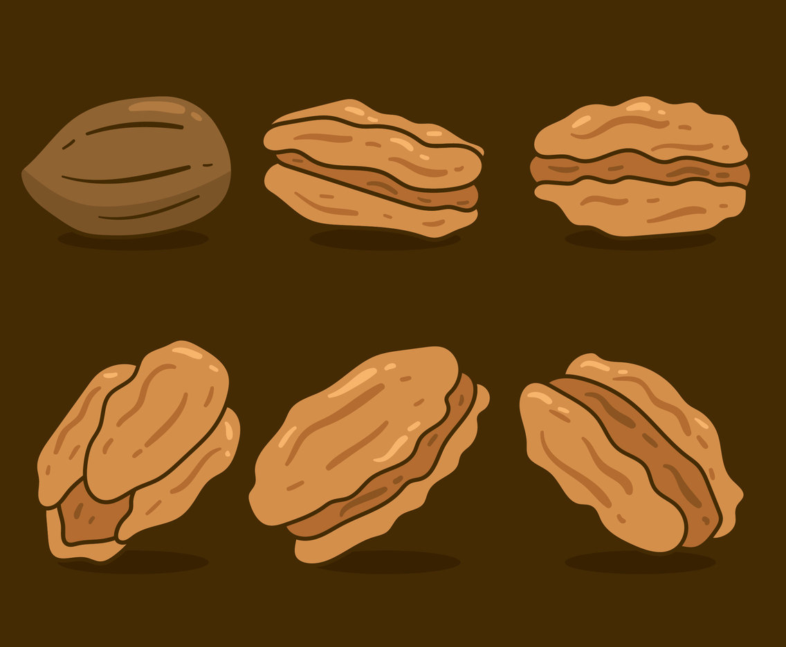Brown Pecan Nuts Vector
