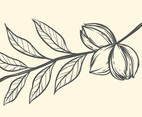 Pecan On Branch Illustration