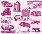 Hog and Wildpig Illustrations