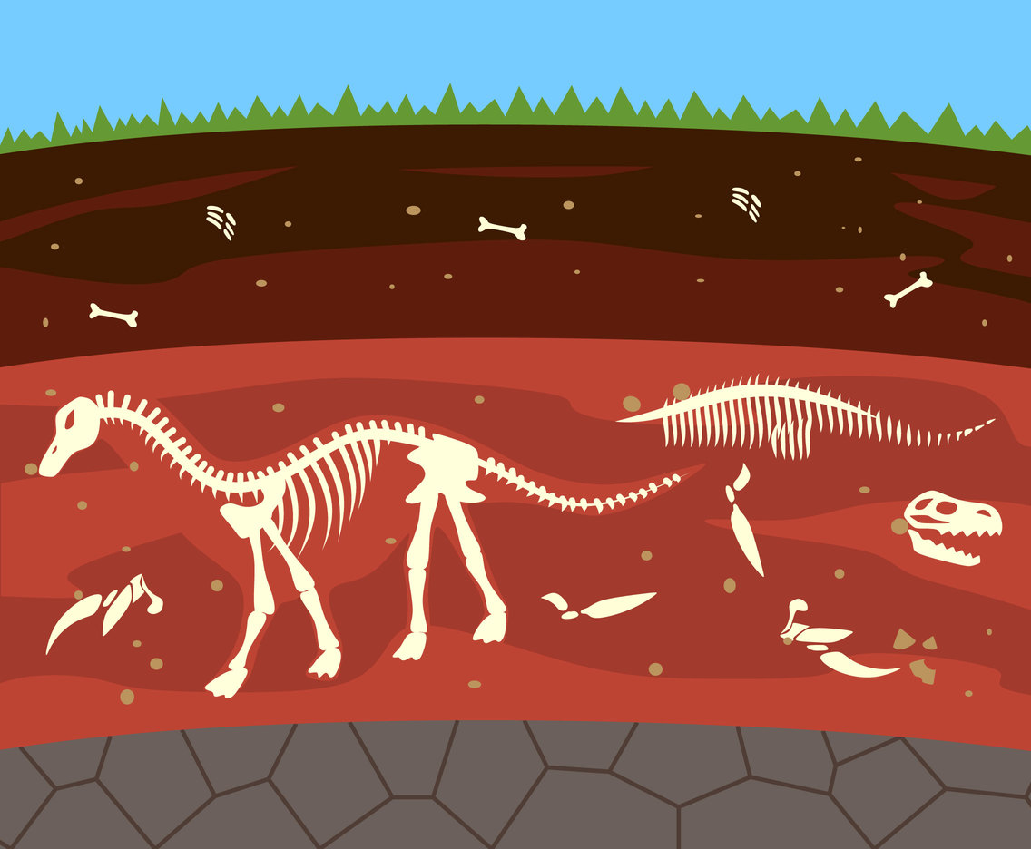Fossil Exploration Vector
