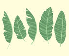 Banana Leaves Collection Vector