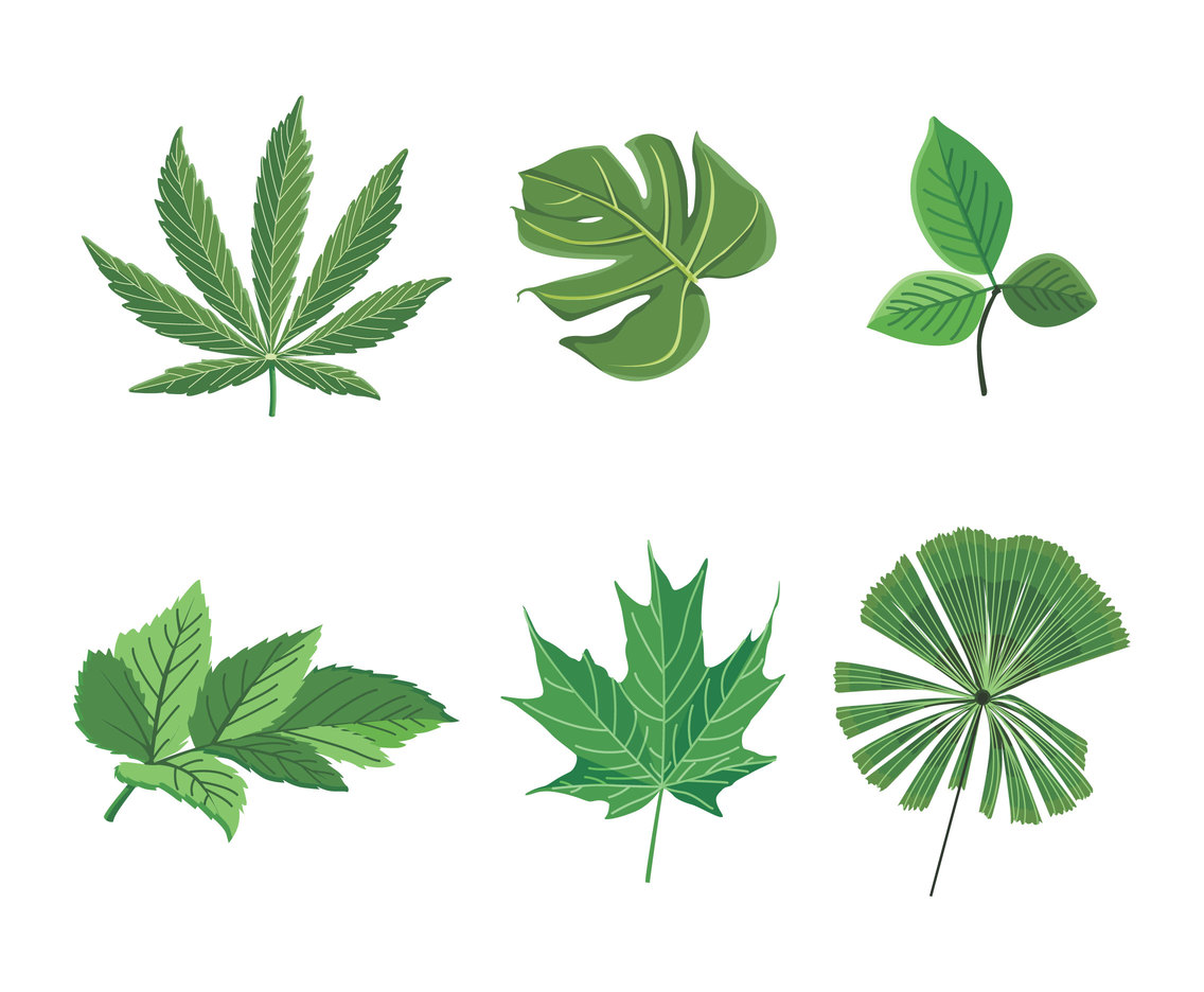 Isolated Green Leaves Clipart Vector