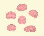 Human Brain Illustration Vector