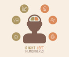 Differences Between Right And Left Hemispheres