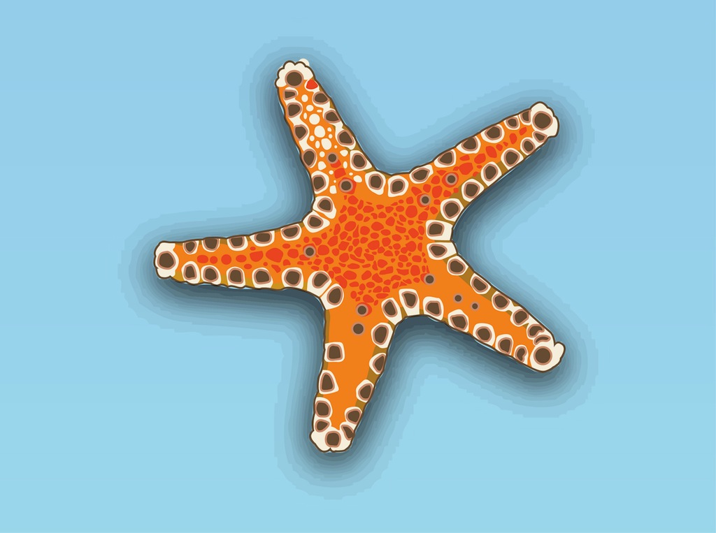 Starfish Vector