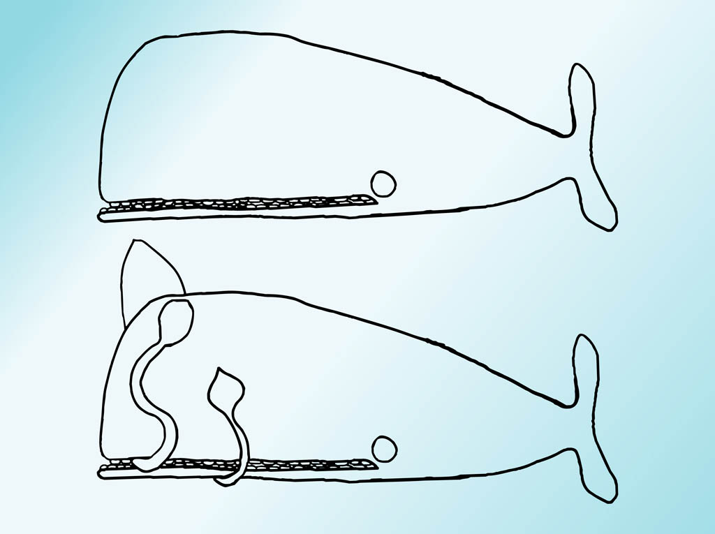 Whale Drawings