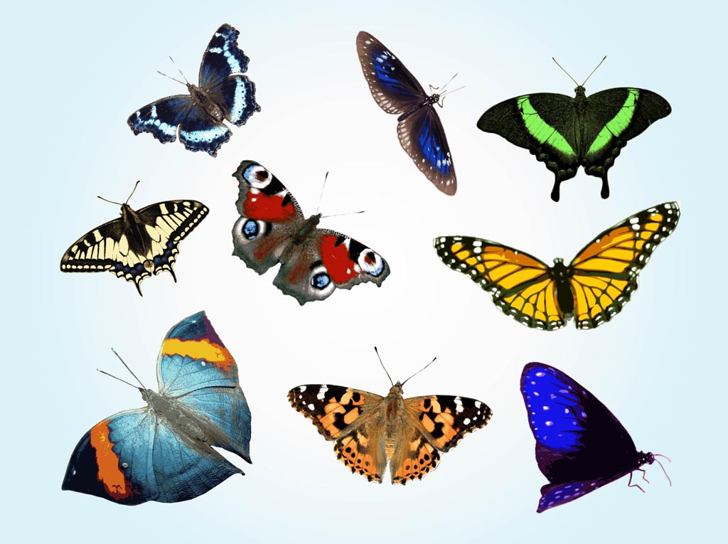 Free Butterfly Vectors
