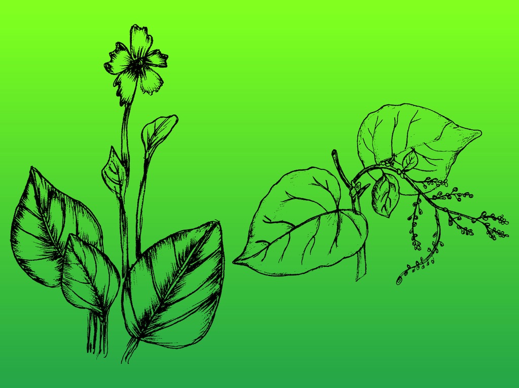 Hand-Drawn Plants