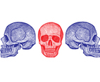Skeleton Linocut