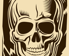 Human skull