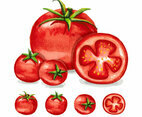 Tomatoes Watercolor