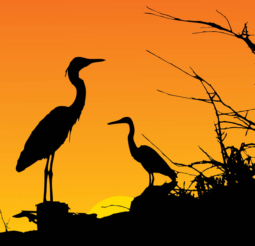 Herons