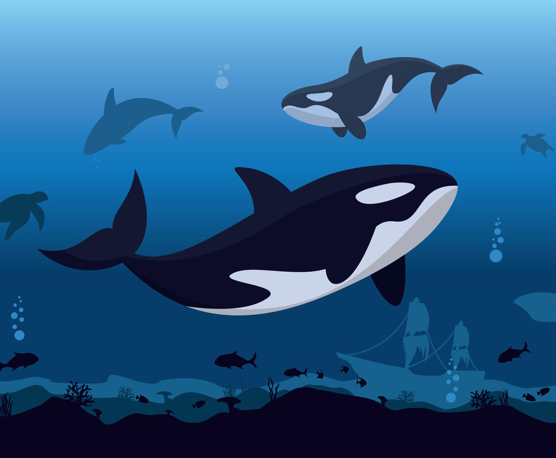 Killer Whales