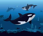 Killer Whales