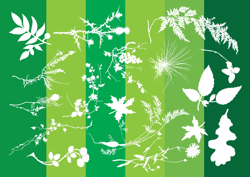 Plants Silhouettes Nature Graphics