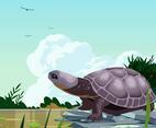 Swamp Turtles
