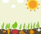 Vegetables Garden