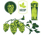 Green Hop Plant, Sketch Style Vector Illustration Isolated on White Background. Ripe Green Hop Cones, Beer Brewing Ingredient