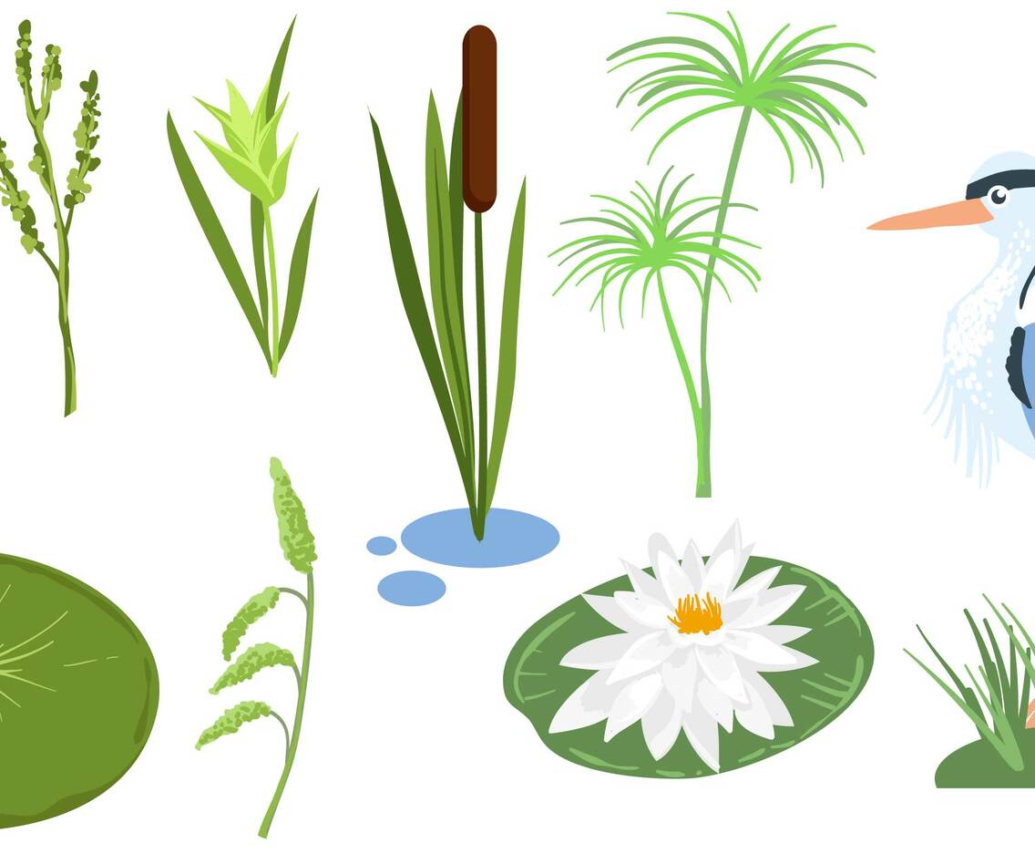 Marsh Vectors
