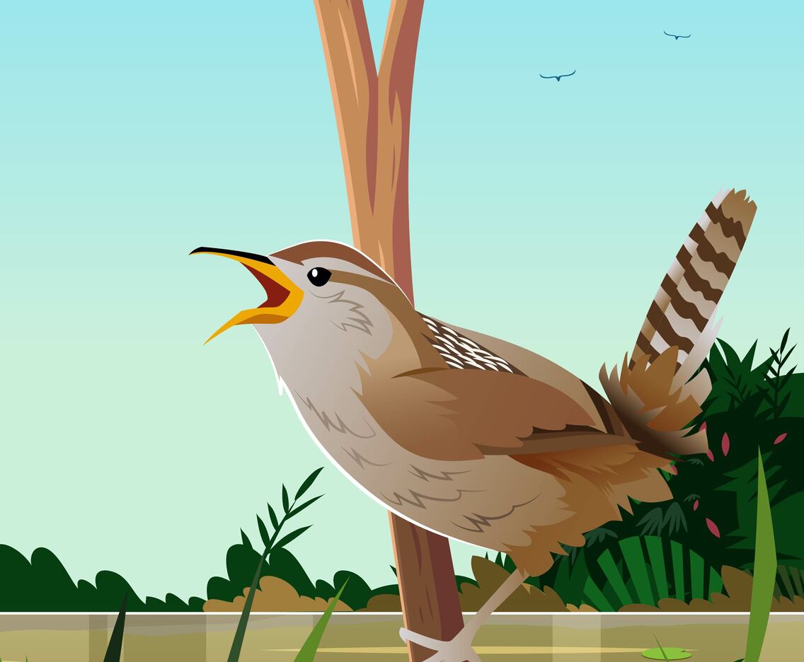 Marsh Wren
