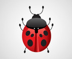 Vector Ladybug