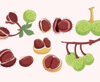 Buckeye Vector