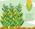 Corn Stalks In Corn Field