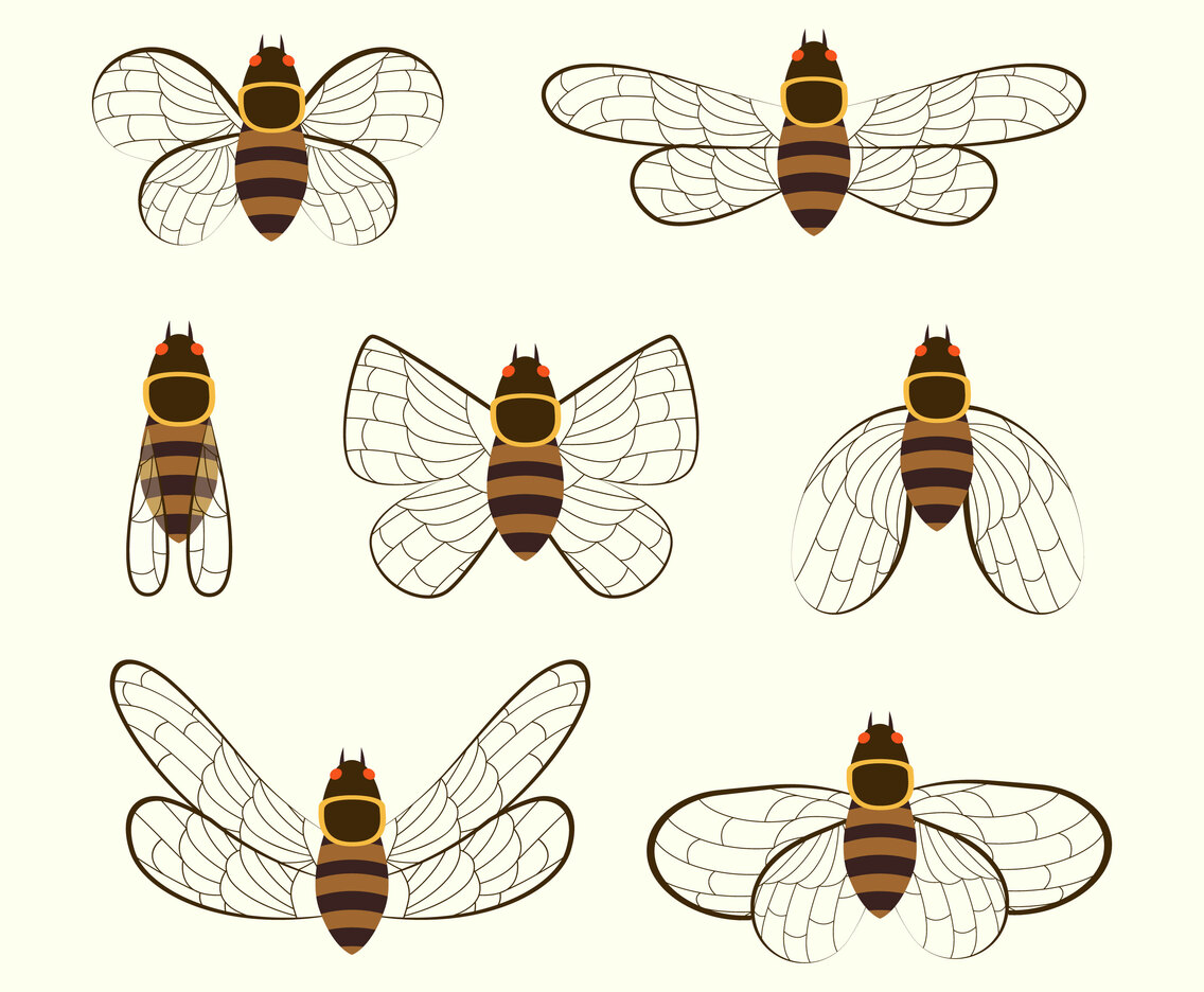 Cicada Vector