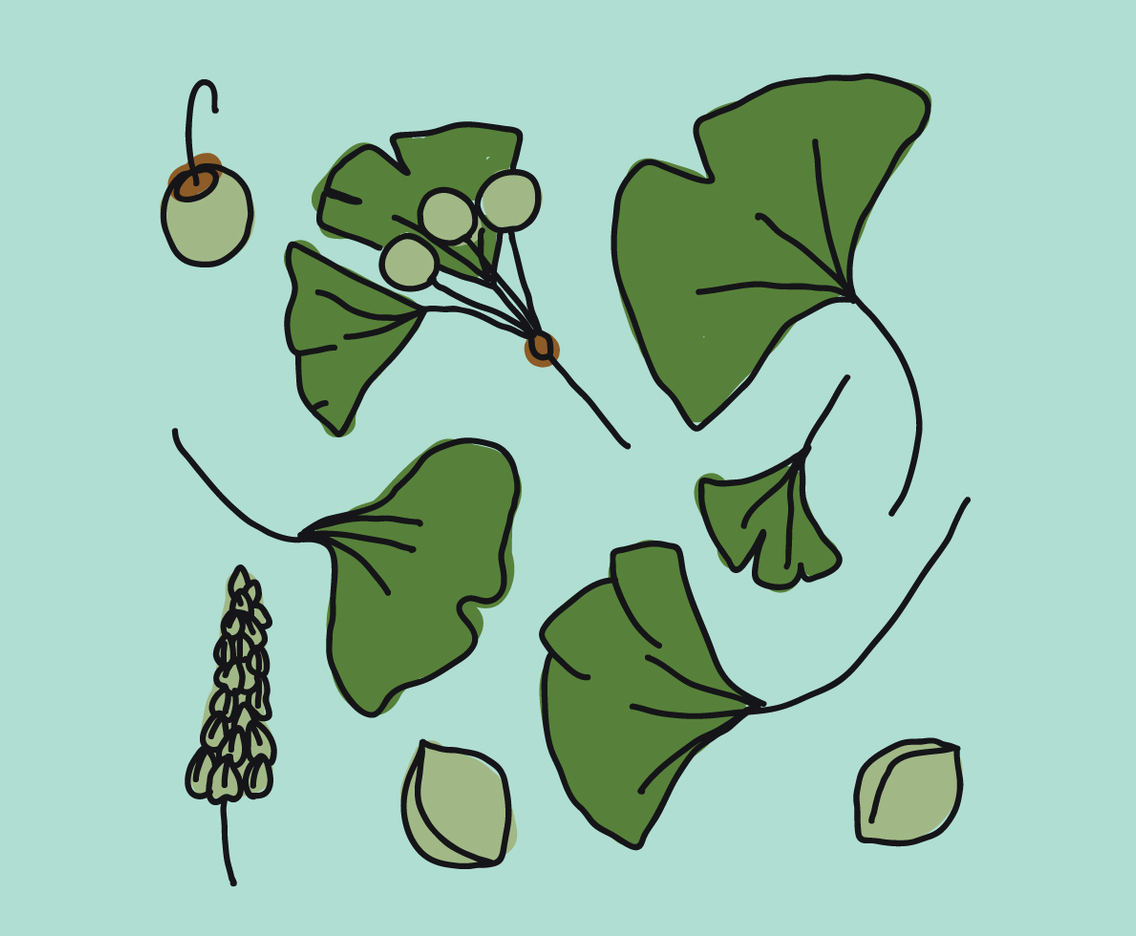 Ginkgo Leaves