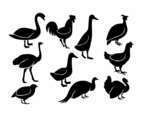 Poultry Line Icon Vector