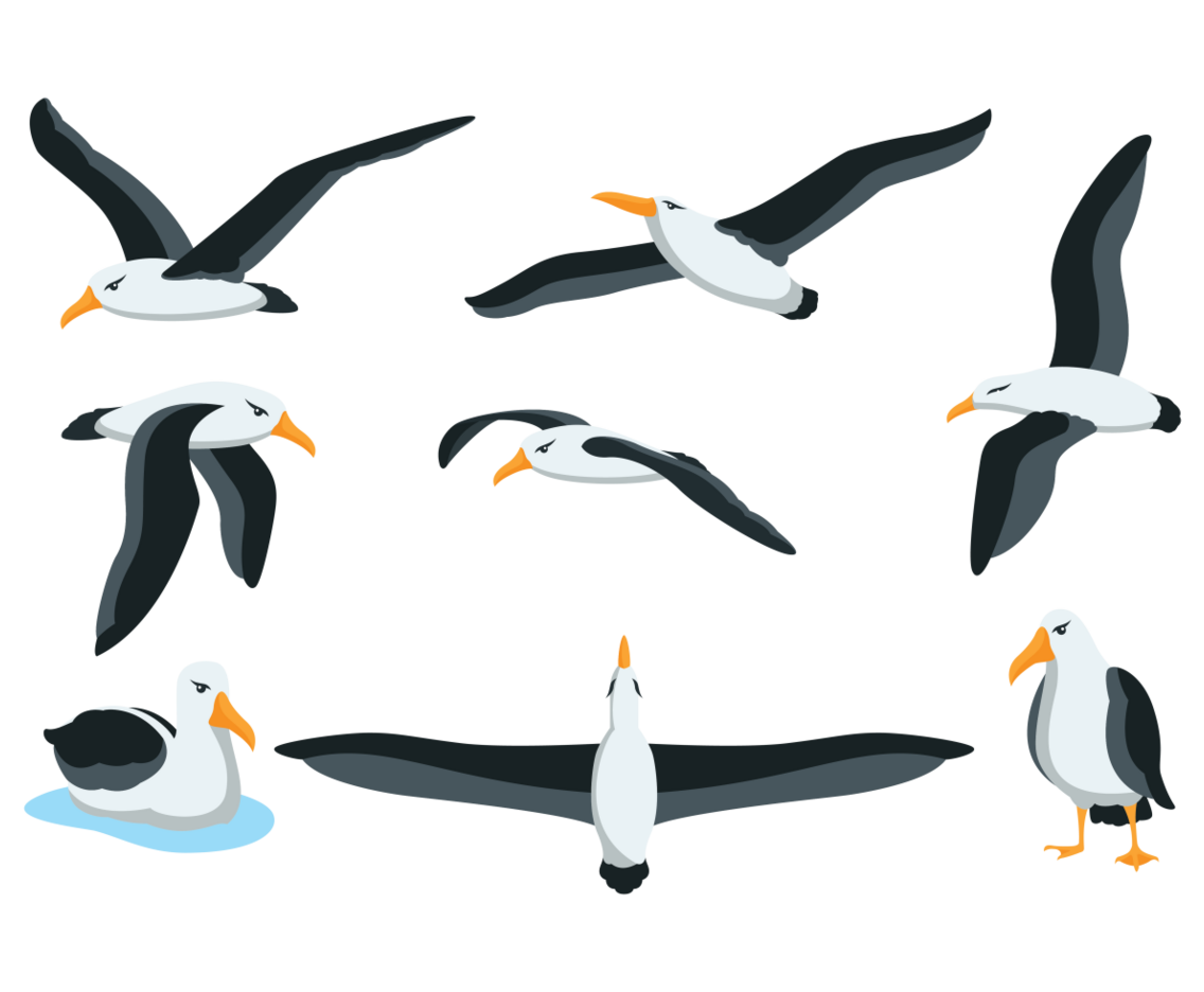 Albatros Vector