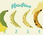The Plaintain Proccess Vector